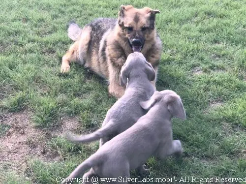 MR. COOPER - AKC Silver Lab Male @ Dlime Ranch Silver Lab Puppies  40 