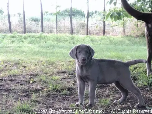 MR. COOPER - AKC Silver Lab Male @ Dlime Ranch Silver Lab Puppies  41 