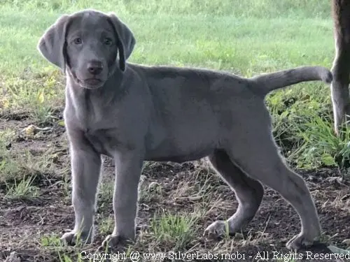 MR. COOPER - AKC Silver Lab Male @ Dlime Ranch Silver Lab Puppies  42 