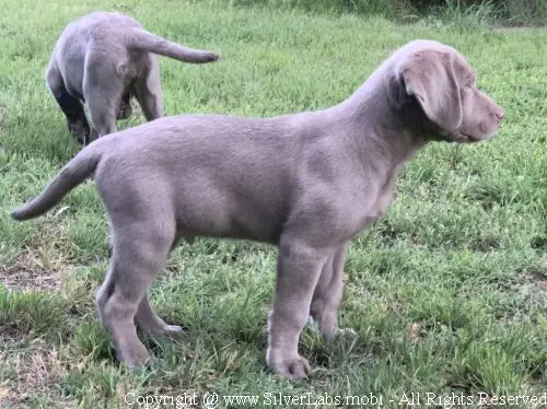 MR. COOPER - AKC Silver Lab Male @ Dlime Ranch Silver Lab Puppies  43 