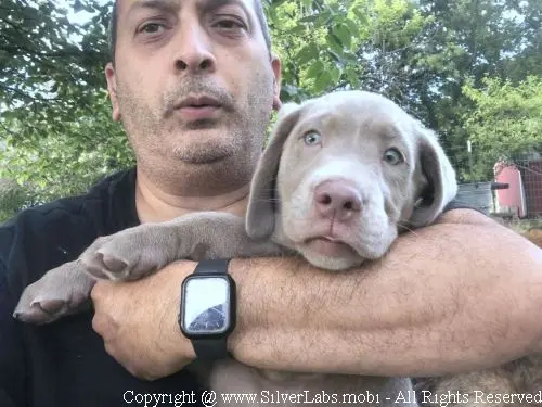 MR. COOPER - AKC Silver Lab Male @ Dlime Ranch Silver Lab Puppies  44 