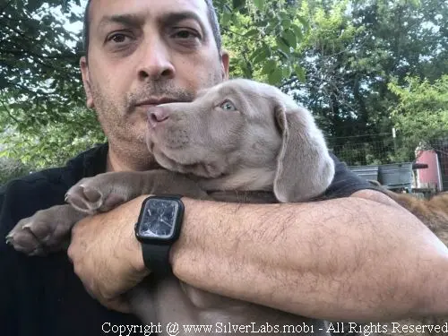 MR. COOPER - AKC Silver Lab Male @ Dlime Ranch Silver Lab Puppies  45 