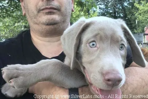 MR. COOPER - AKC Silver Lab Male @ Dlime Ranch Silver Lab Puppies  46 