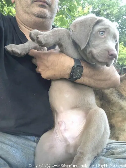 MR. COOPER - AKC Silver Lab Male @ Dlime Ranch Silver Lab Puppies  47 