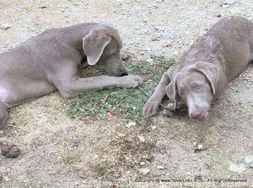 MR. COOPER - AKC Silver Lab Male @ Dlime Ranch Silver Lab Puppies  48 