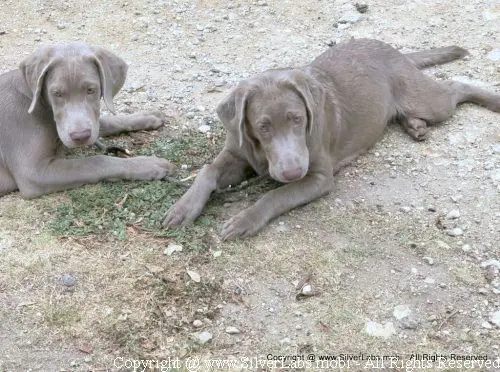 MR. COOPER - AKC Silver Lab Male @ Dlime Ranch Silver Lab Puppies  49 