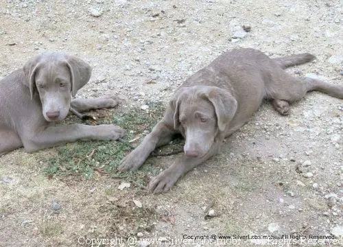 MR. COOPER - AKC Silver Lab Male @ Dlime Ranch Silver Lab Puppies  50 