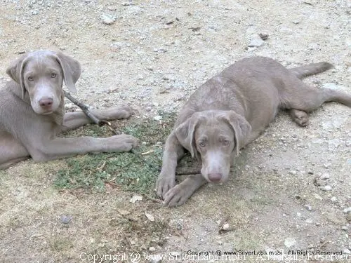 MR. COOPER - AKC Silver Lab Male @ Dlime Ranch Silver Lab Puppies  51 