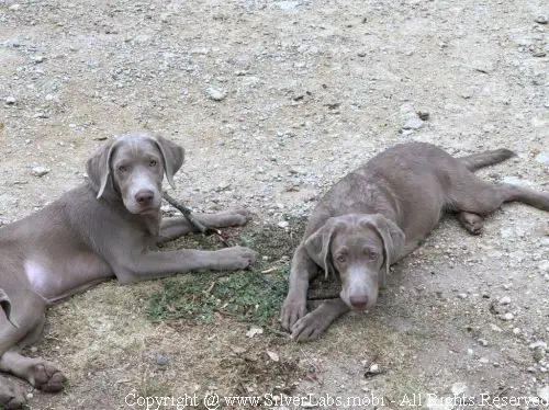 MR. COOPER - AKC Silver Lab Male @ Dlime Ranch Silver Lab Puppies  52 