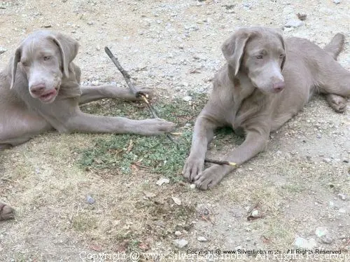 MR. COOPER - AKC Silver Lab Male @ Dlime Ranch Silver Lab Puppies  53 