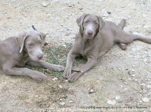 MR. COOPER - AKC Silver Lab Male @ Dlime Ranch Silver Lab Puppies  54 