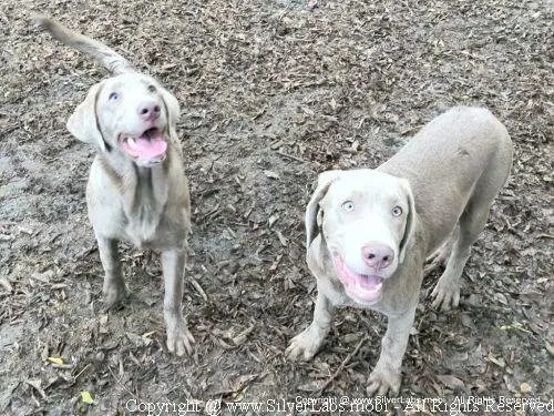 MR. COOPER - AKC Silver Lab Male @ Dlime Ranch Silver Lab Puppies  55 