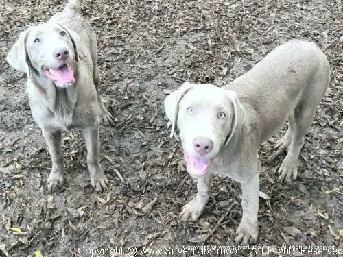 MR. COOPER - AKC Silver Lab Male @ Dlime Ranch Silver Lab Puppies  56 
