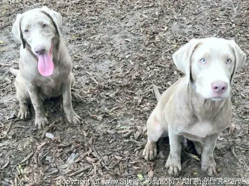 MR. COOPER - AKC Silver Lab Male @ Dlime Ranch Silver Lab Puppies  57 