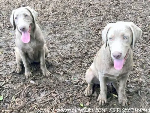 MR. COOPER - AKC Silver Lab Male @ Dlime Ranch Silver Lab Puppies  59 