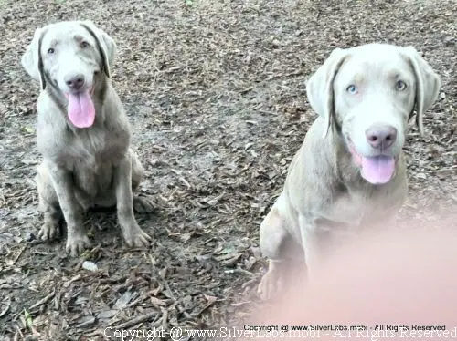 MR. COOPER - AKC Silver Lab Male @ Dlime Ranch Silver Lab Puppies  60 