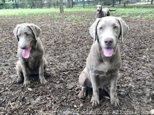 MR. COOPER - AKC Silver Lab Male @ Dlime Ranch Silver Lab Puppies  62 
