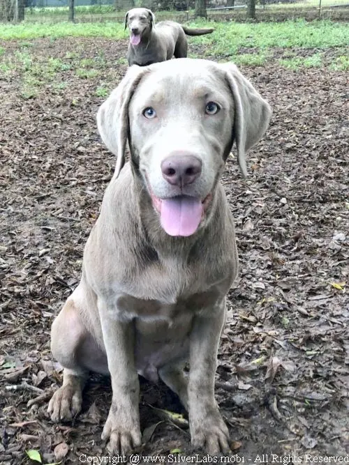 MR. COOPER - AKC Silver Lab Male @ Dlime Ranch Silver Lab Puppies  63 