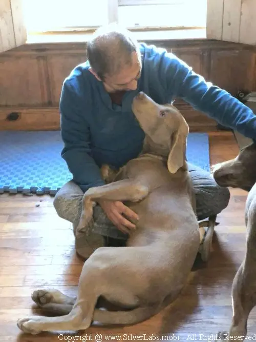 MR. COOPER - AKC Silver Lab Male @ Dlime Ranch Silver Lab Puppies  65 