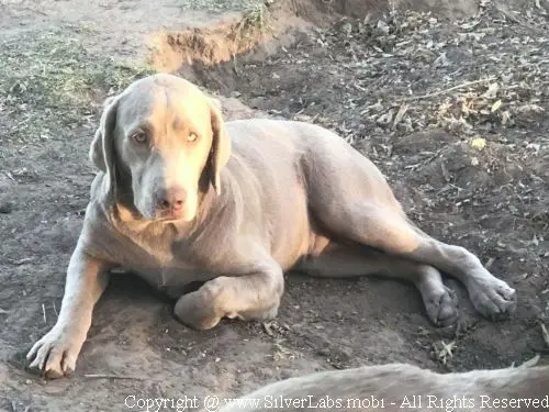 MR. COOPER - AKC Silver Lab Male @ Dlime Ranch Silver Lab Puppies  66 