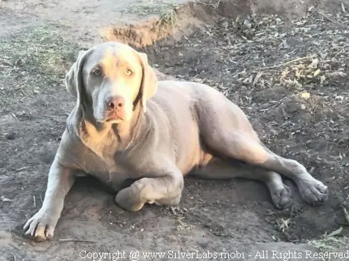 MR. COOPER - AKC Silver Lab Male @ Dlime Ranch Silver Lab Puppies  67 