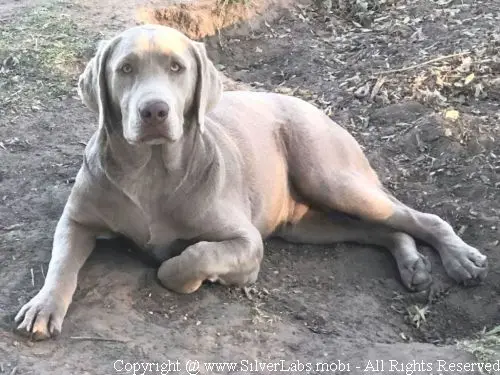 MR. COOPER - AKC Silver Lab Male @ Dlime Ranch Silver Lab Puppies  68 