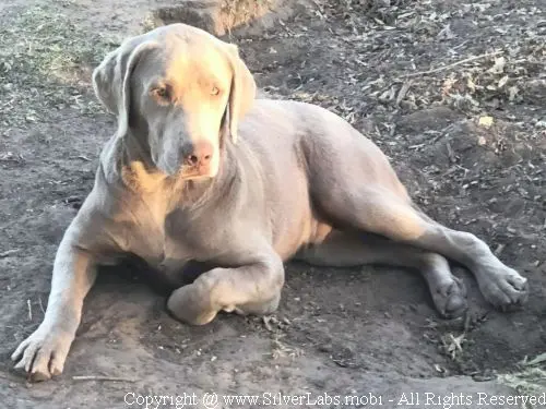 MR. COOPER - AKC Silver Lab Male @ Dlime Ranch Silver Lab Puppies  69 