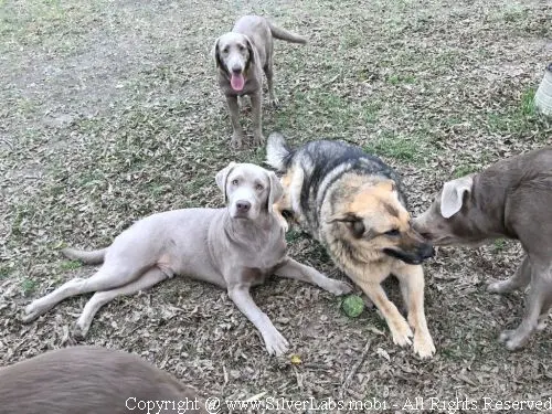 MR. COOPER - AKC Silver Lab Male @ Dlime Ranch Silver Lab Puppies  70 