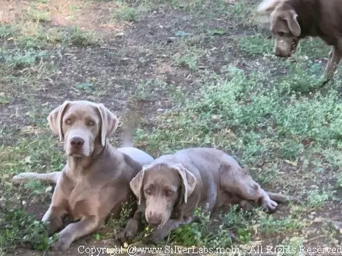 MR. COOPER - AKC Silver Lab Male @ Dlime Ranch Silver Lab Puppies  72 