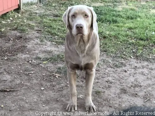 MR. COOPER - AKC Silver Lab Male @ Dlime Ranch Silver Lab Puppies  73 