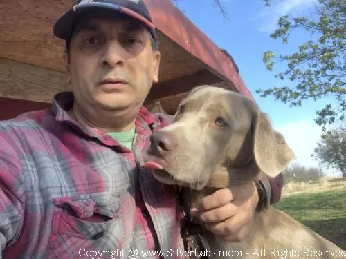MR. COOPER - AKC Silver Lab Male @ Dlime Ranch Silver Lab Puppies  74 