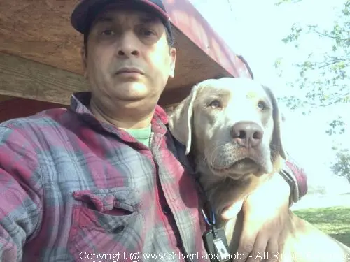 MR. COOPER - AKC Silver Lab Male @ Dlime Ranch Silver Lab Puppies  75 