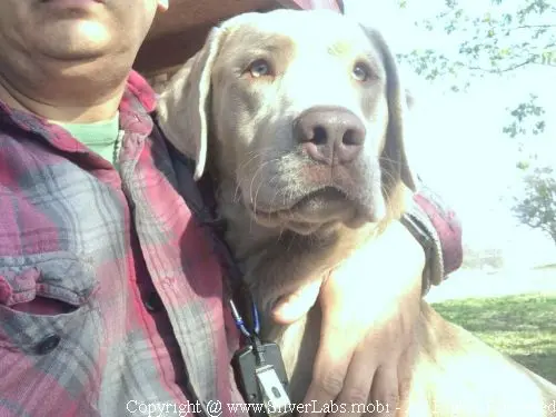 MR. COOPER - AKC Silver Lab Male @ Dlime Ranch Silver Lab Puppies  76 