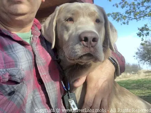 MR. COOPER - AKC Silver Lab Male @ Dlime Ranch Silver Lab Puppies  77 