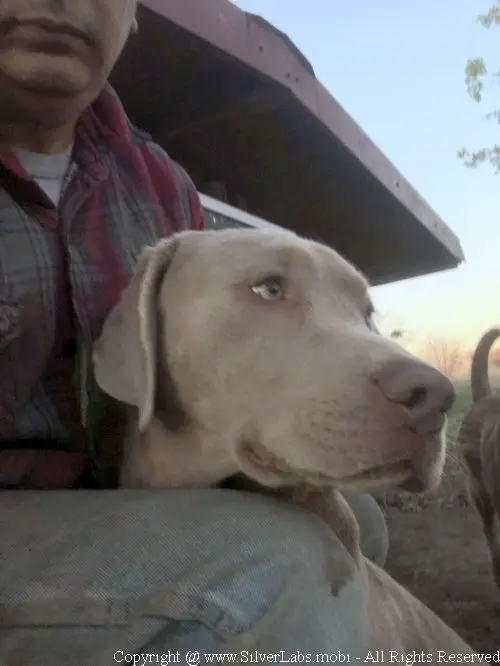 MR. COOPER - AKC Silver Lab Male @ Dlime Ranch Silver Lab Puppies  80 