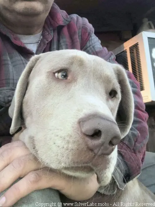 MR. COOPER - AKC Silver Lab Male @ Dlime Ranch Silver Lab Puppies  81 