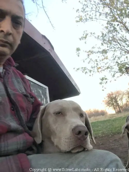 MR. COOPER - AKC Silver Lab Male @ Dlime Ranch Silver Lab Puppies  82 