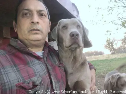 MR. COOPER - AKC Silver Lab Male @ Dlime Ranch Silver Lab Puppies  85 