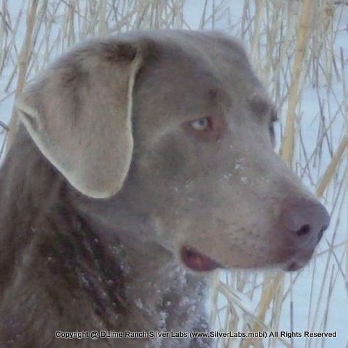 GRAYSON - SILVER LAB MALE @ DLime Ranch