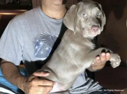 Lady LUCY - AKC Silver Lab Female @ DLime Ranch Silver Labs