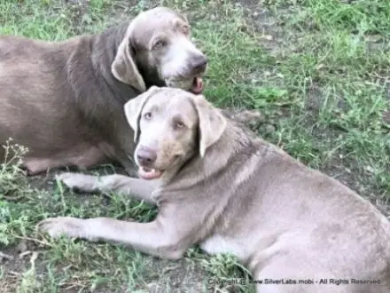 Lady LUCY - AKC Silver Lab Female @ DLime Ranch Silver Labs