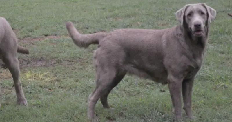 LADY LUCY - AKC Silver Lab Female @ DLime Ranch Silver Labs and Puppies